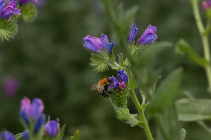 Bumblebee feeding among violet flowers with green stems and soft purple blooms behind.