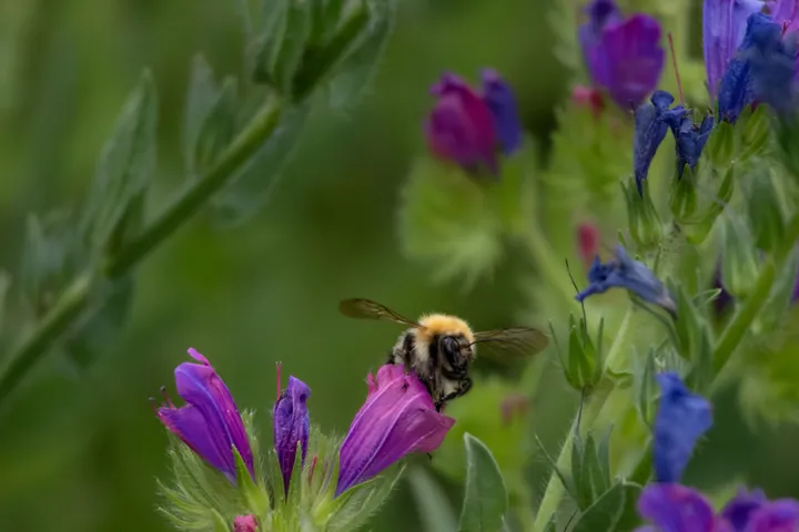 Bumblebee resting on a purple flower among green stems and softly blurred pink and blue blooms.