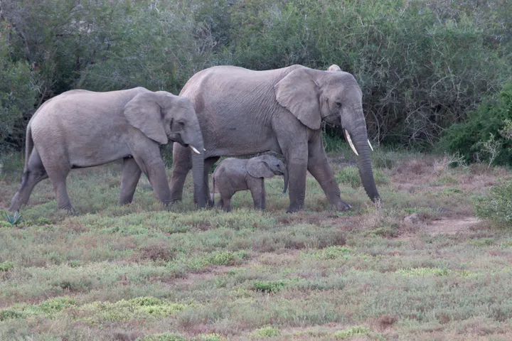 A group of three elephants, including a calf, walk across a grassy clearing with trees behind them.