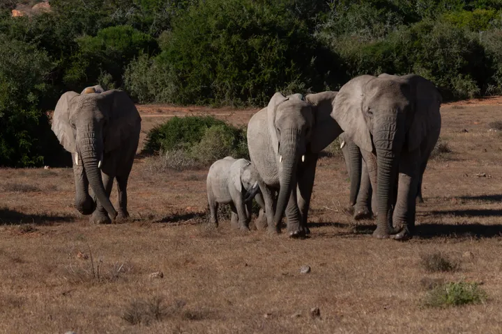 Elephant calf walking between four adults across dry ground with green scrub behind.