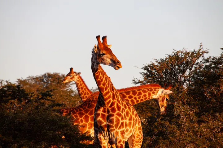 Three giraffes among scrub, their patterned coats lit by warm late-afternoon sun.