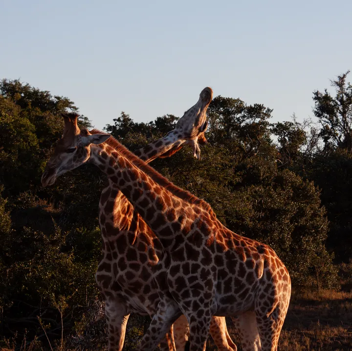 Three giraffes standing close together in warm evening light, their necks crossing against dark trees.