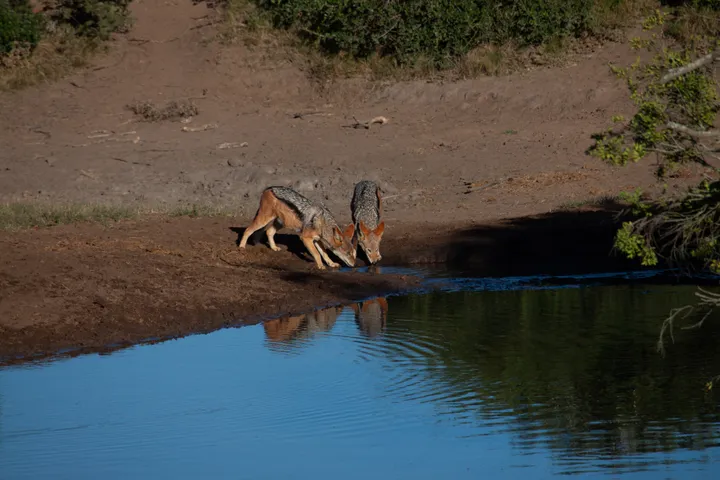 Two black-backed jackals drinking side by side at the edge of a small waterhole.