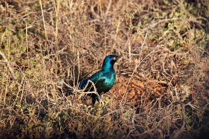 Glossy blue-green starling standing in dry grass beneath thorny scrub.