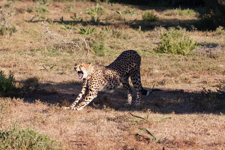 Leopard mid-stride on dry grassland, mouth open, facing left, in a sunlit clearing with sparse vegetation.