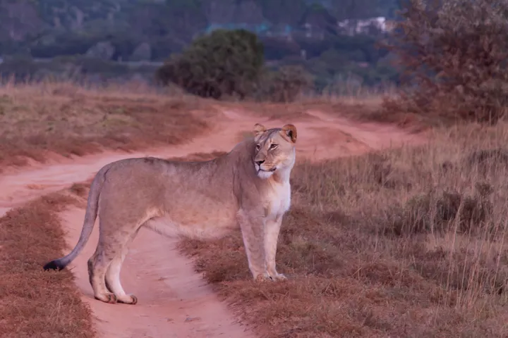 A lioness stands on a dusty dirt path with grasses on either side, looking to the right, in a savannah at dusk.
