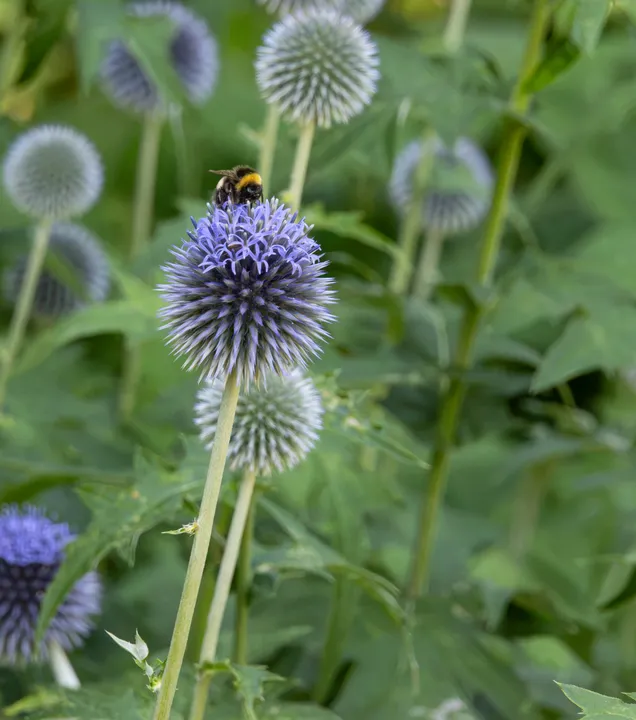 Bumblebee feeding on the top of a purple globe thistle above a softly blurred garden border.